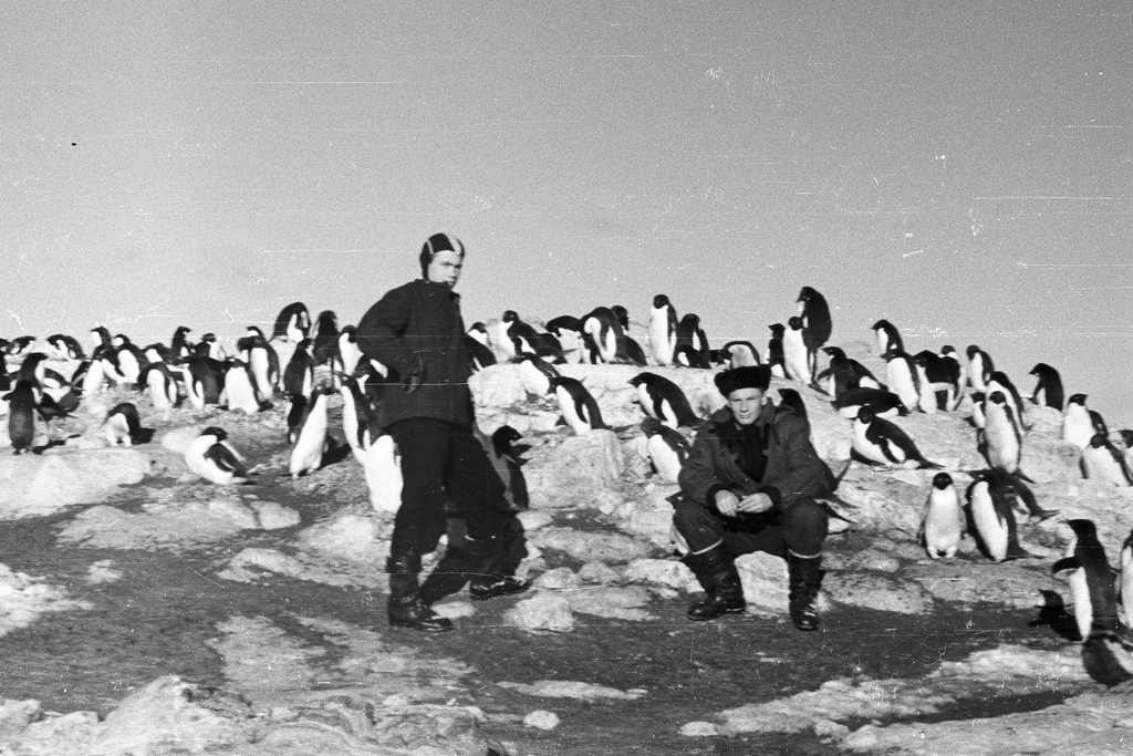 Советская антарктическая. 1958 Экспедиция в Антарктиду. Пингвины и полярники. Третья Советская антарктическая Экспедиция. 22 Антарктическая Экспедиция.