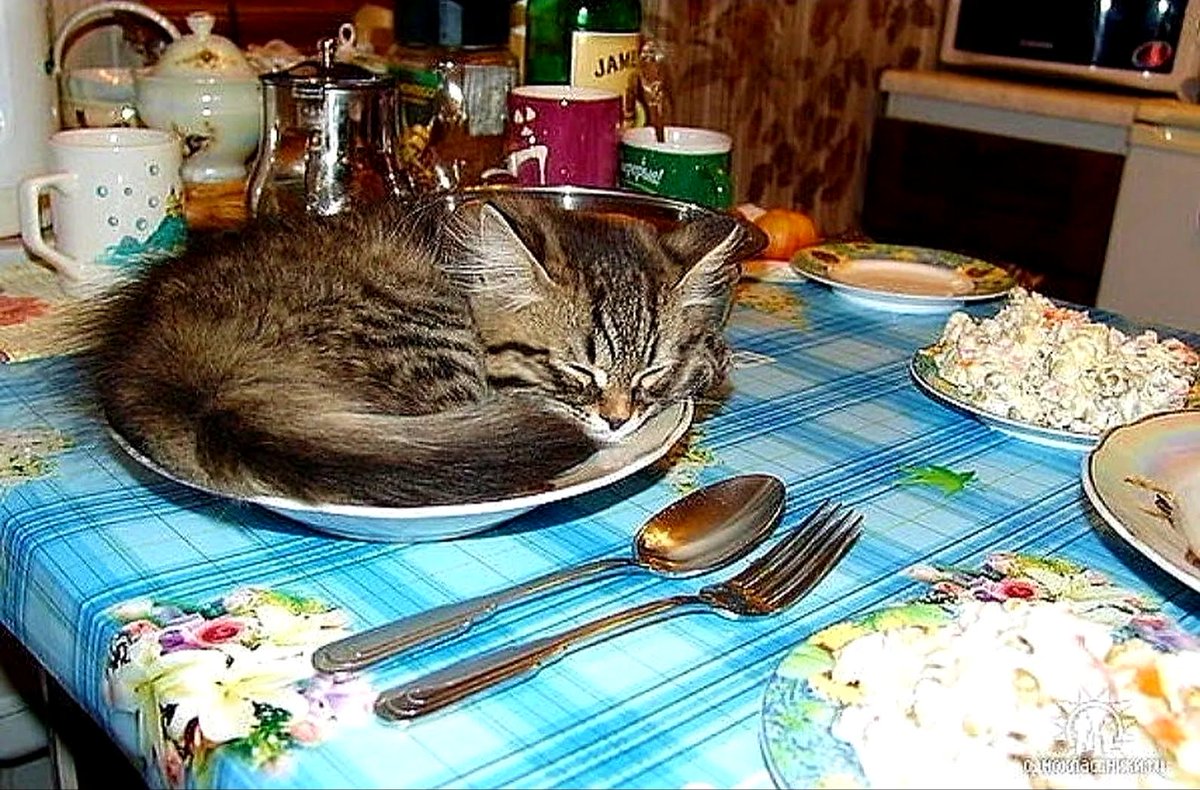 Стала много кушать и спать. Кот в тарелке. Кот на праздничном столе. Кот за столом. Тарелка кошка.