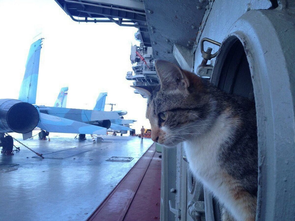 В самолет можно кот. Кот на корабле. Кот на подводной лодке. Кот в самолете. Коты на подводной лодке.
