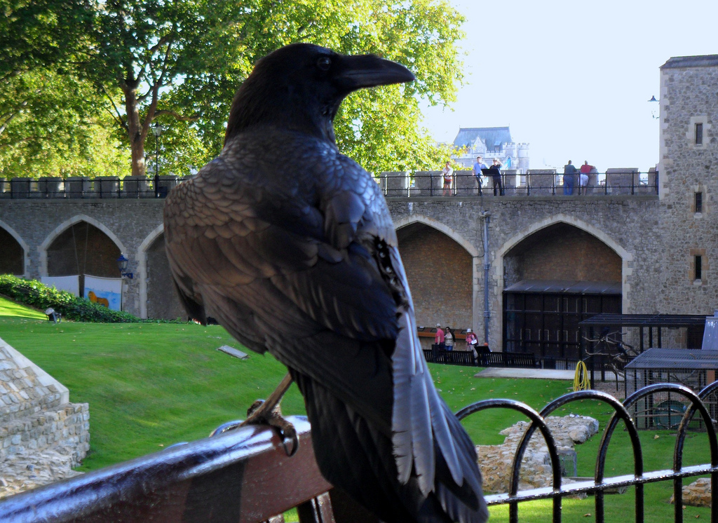 The tower of london legend. Лондонский Тауэр вороны. Вороны в Тауэре в Лондоне. Лондонский Тауэр черные вороны. Лондонский Тауэр вороны Легенда.