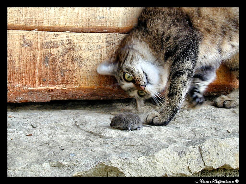 Пытаемся поймать кота. Кот и мыши. Кошки-мышки. Кот и мышь юмор. Кошка поймала мышь.