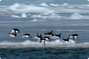 Летающие пингвины Би-Би-Си