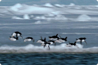 Летающие пингвины Би-Би-Си