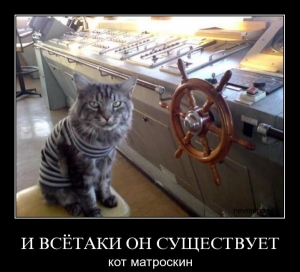 Боевой кот Васька